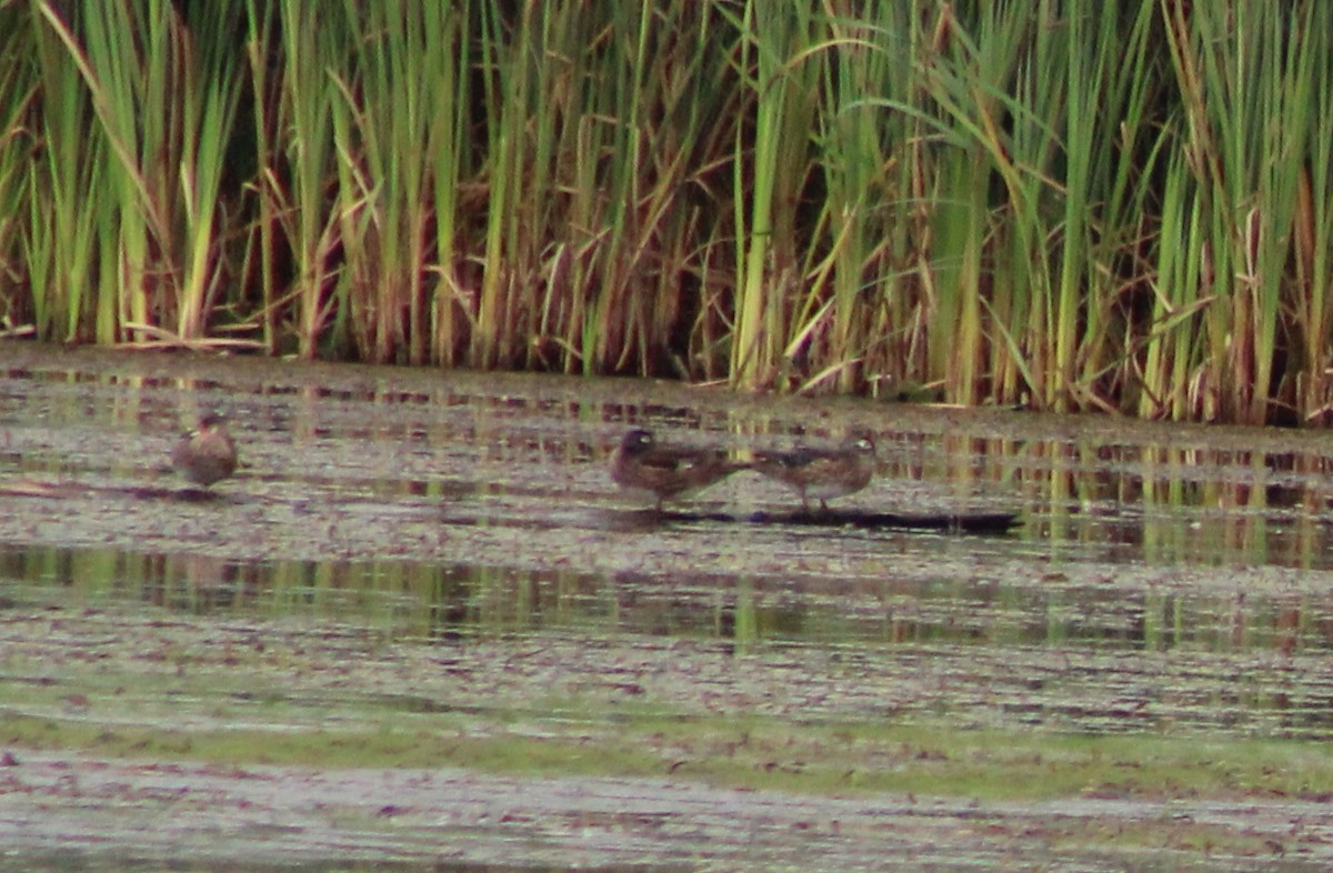 Wood Duck - ML600840571