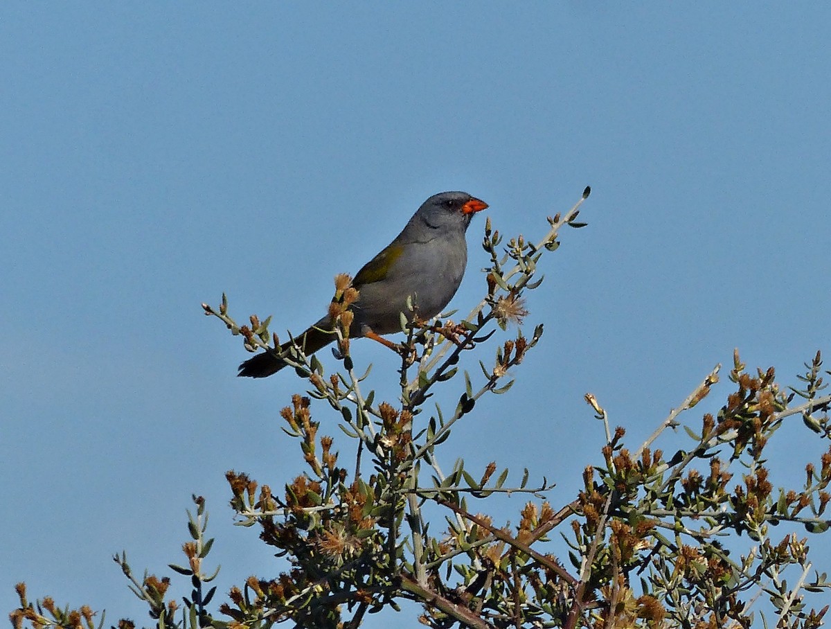 Great Pampa-Finch - ML600840601