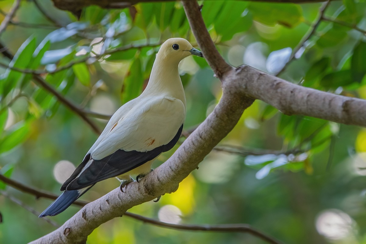 Pied Imperial-Pigeon - ML600840851