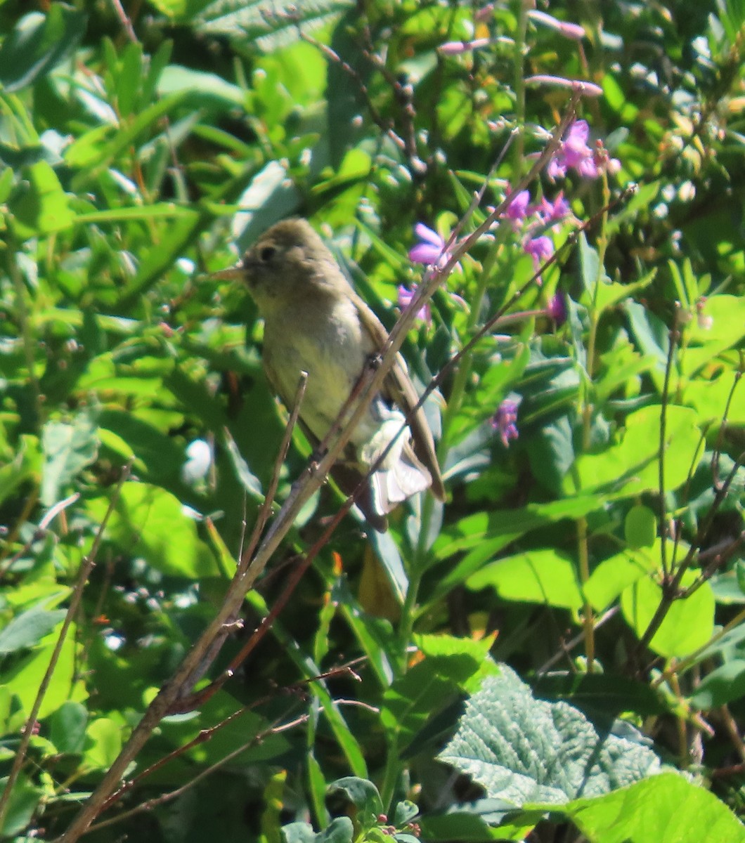 Western Flycatcher (Cordilleran) - ML600840971