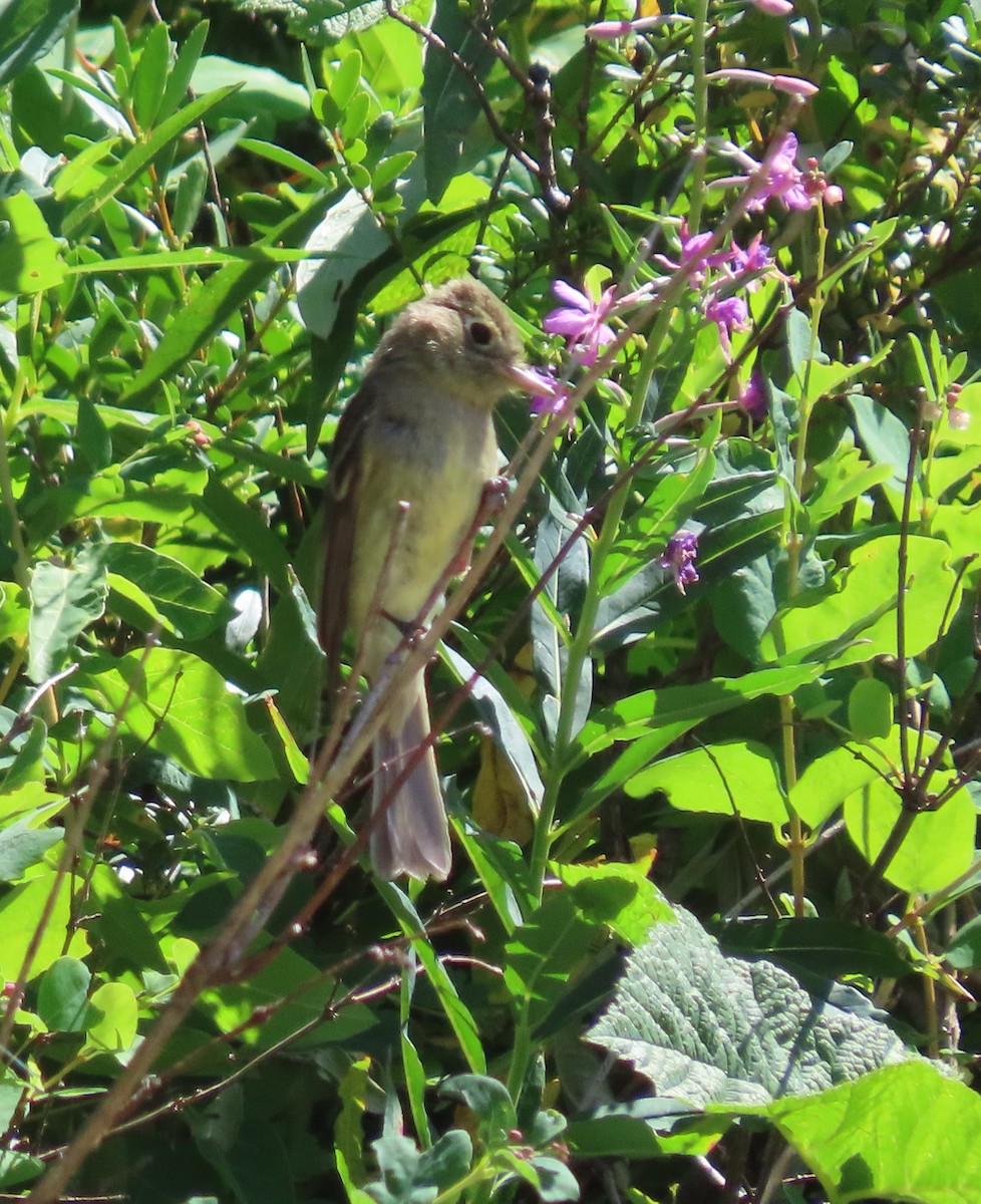 Western Flycatcher (Cordilleran) - ML600840981