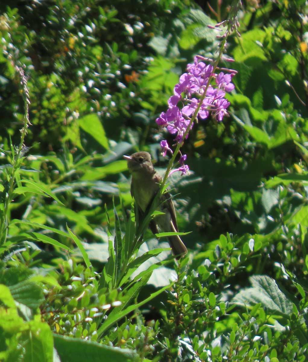 Western Flycatcher (Cordilleran) - ML600840991