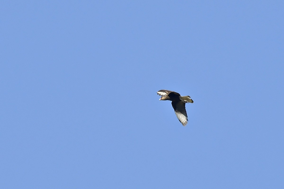 Crested Caracara - ML600841011