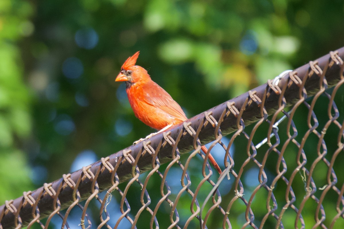 Northern Cardinal - Jin Bai