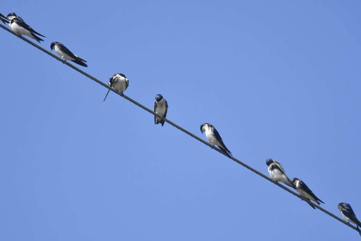 Chilean Swallow - ML600841811