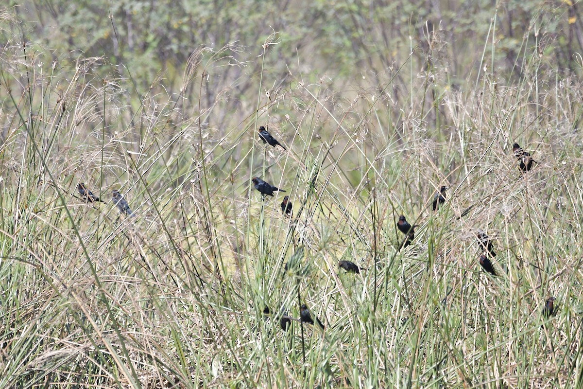 Chestnut-capped Blackbird - ML600842081