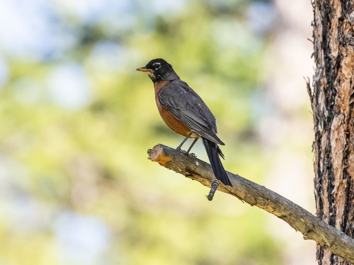 American Robin - Angus Wilson