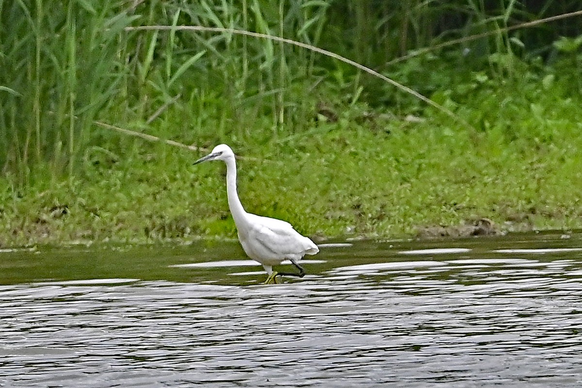 Little Egret - ML600842411