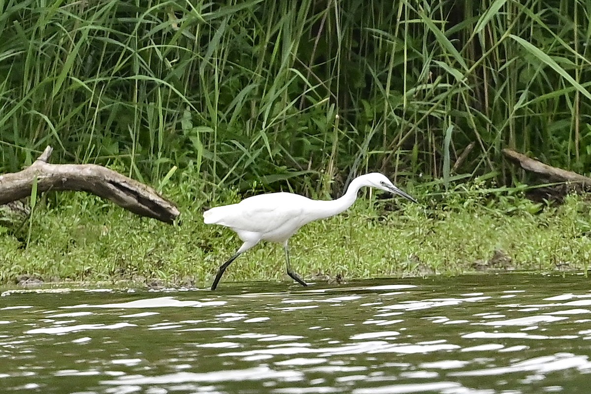 Little Egret - ML600842421