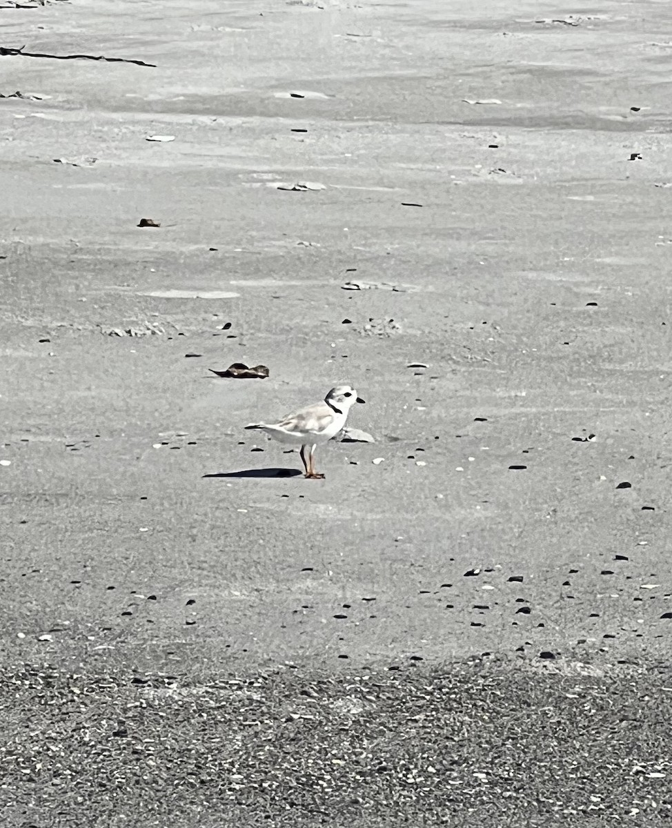 Piping Plover - Mitchell Towne