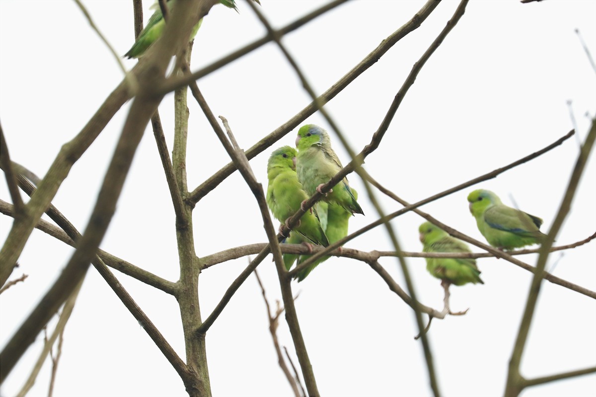 Pacific Parrotlet - Aurélie  Jambon