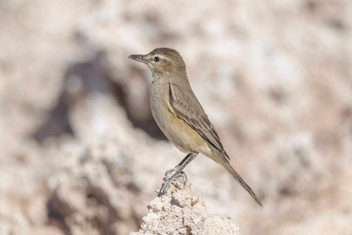 Gray-bellied Shrike-Tyrant - ML600844541