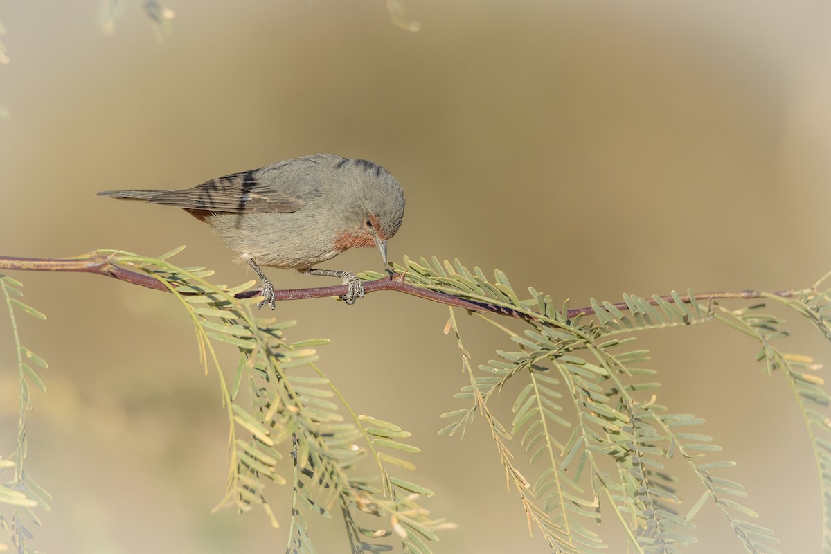 Tamarugo Conebill - ML600845041