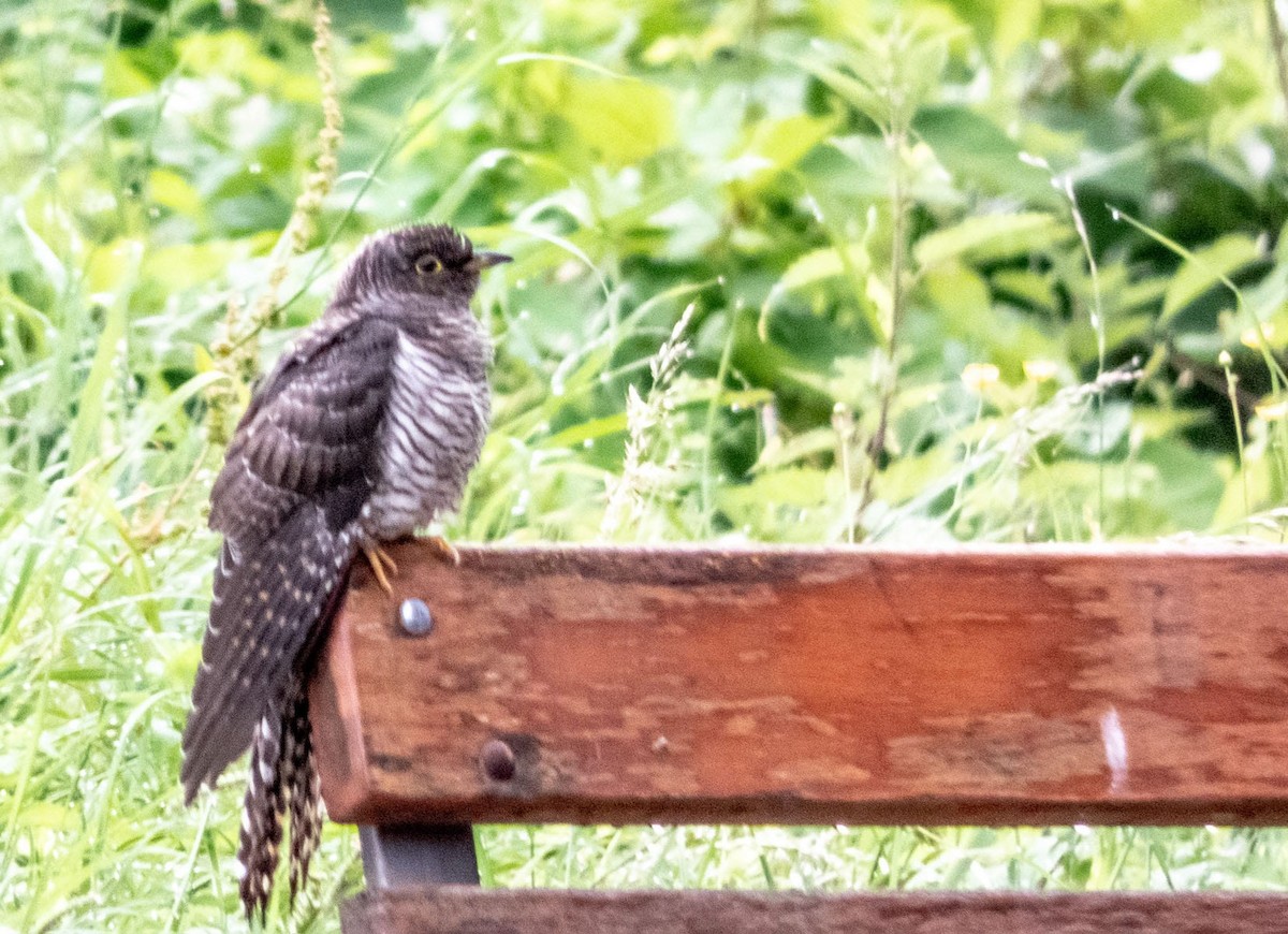 Common Cuckoo - ML600845581