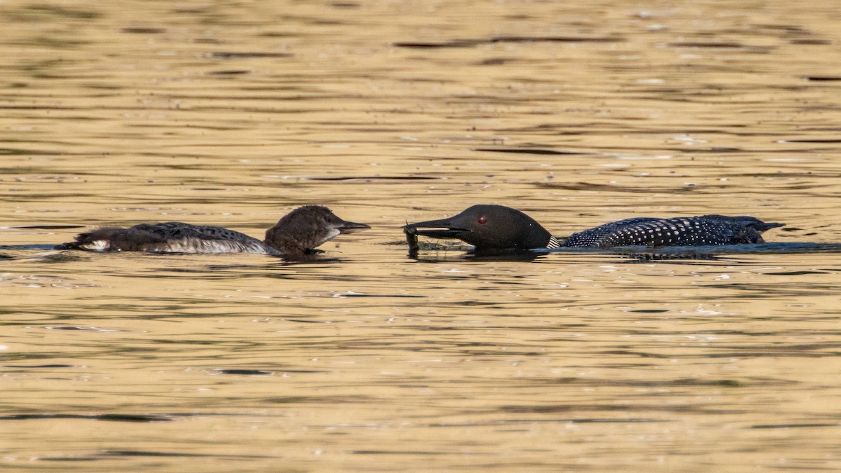 Common Loon - ML600845601