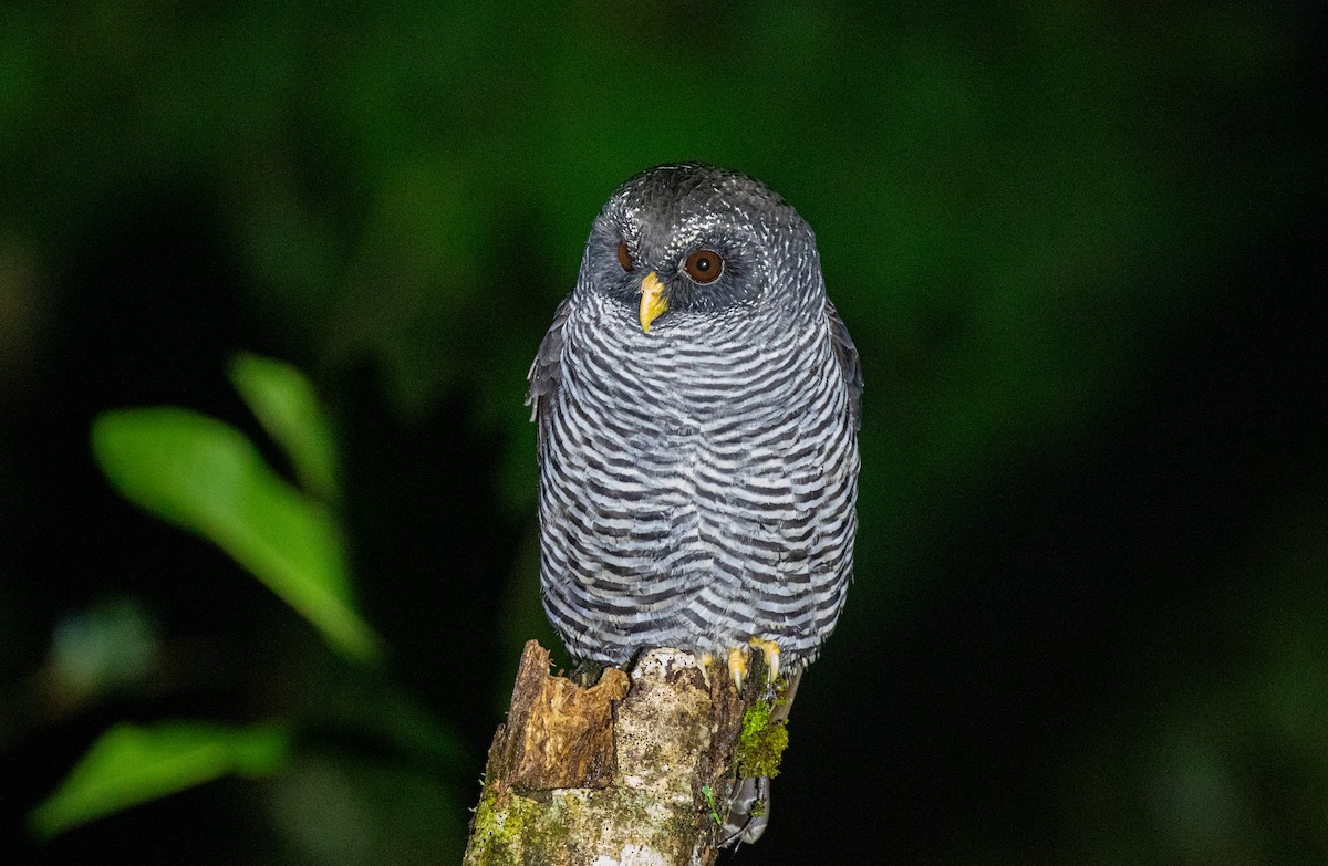 Black-banded Owl (San Isidro) - Neil Dowling