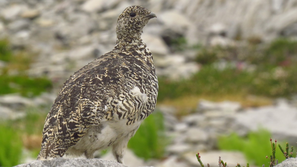 White-tailed Ptarmigan - Josiah Chase