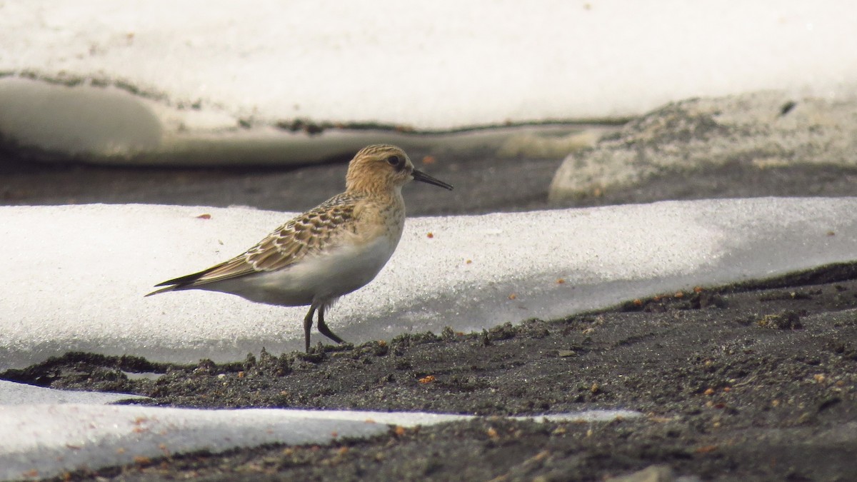 Baird's Sandpiper - ML600847711