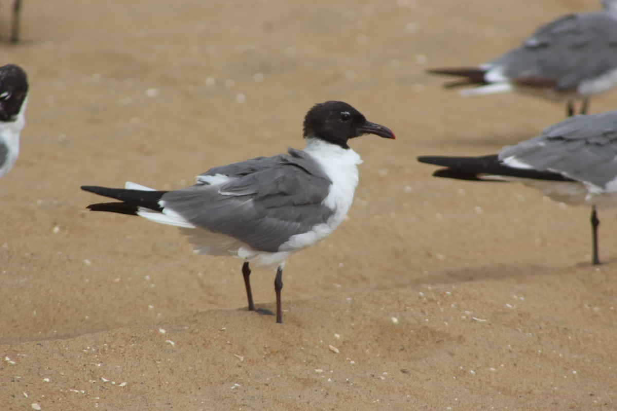 Laughing Gull - ML600848031