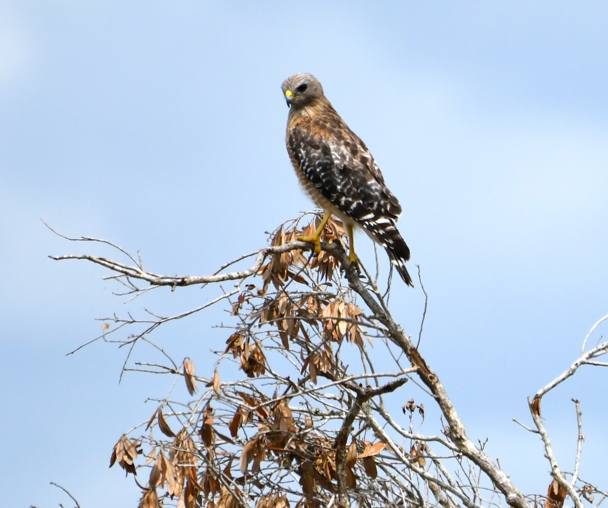 Red-shouldered Hawk - Suzanne Zuckerman