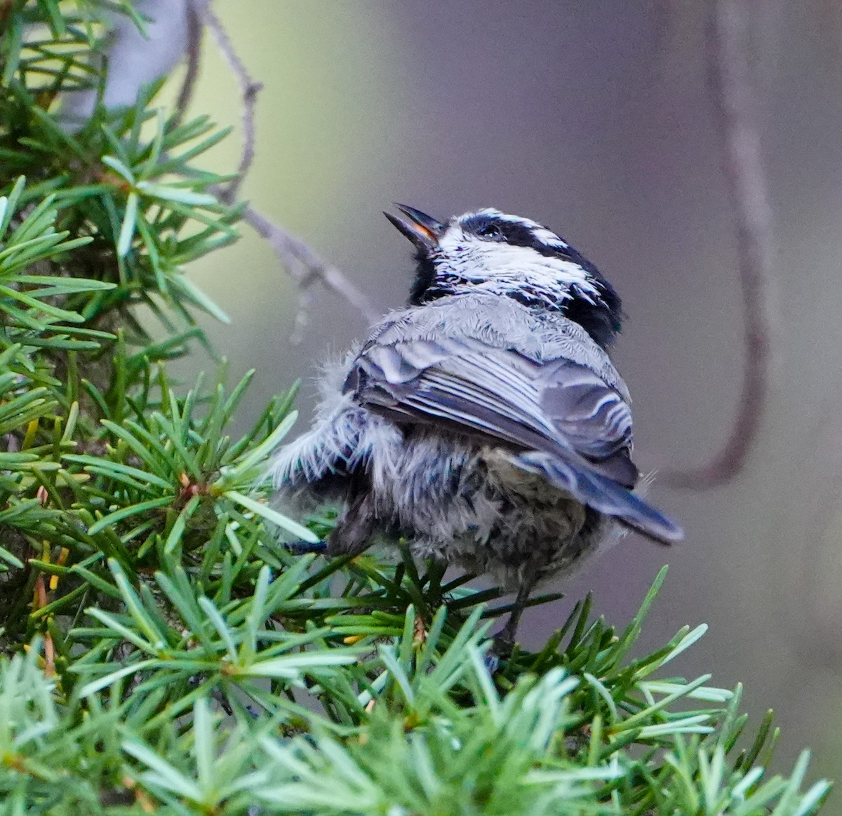 Mountain Chickadee - ML600849311