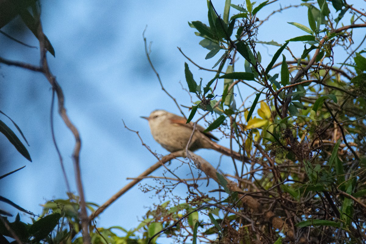 Stripe-crowned Spinetail - ML600849321