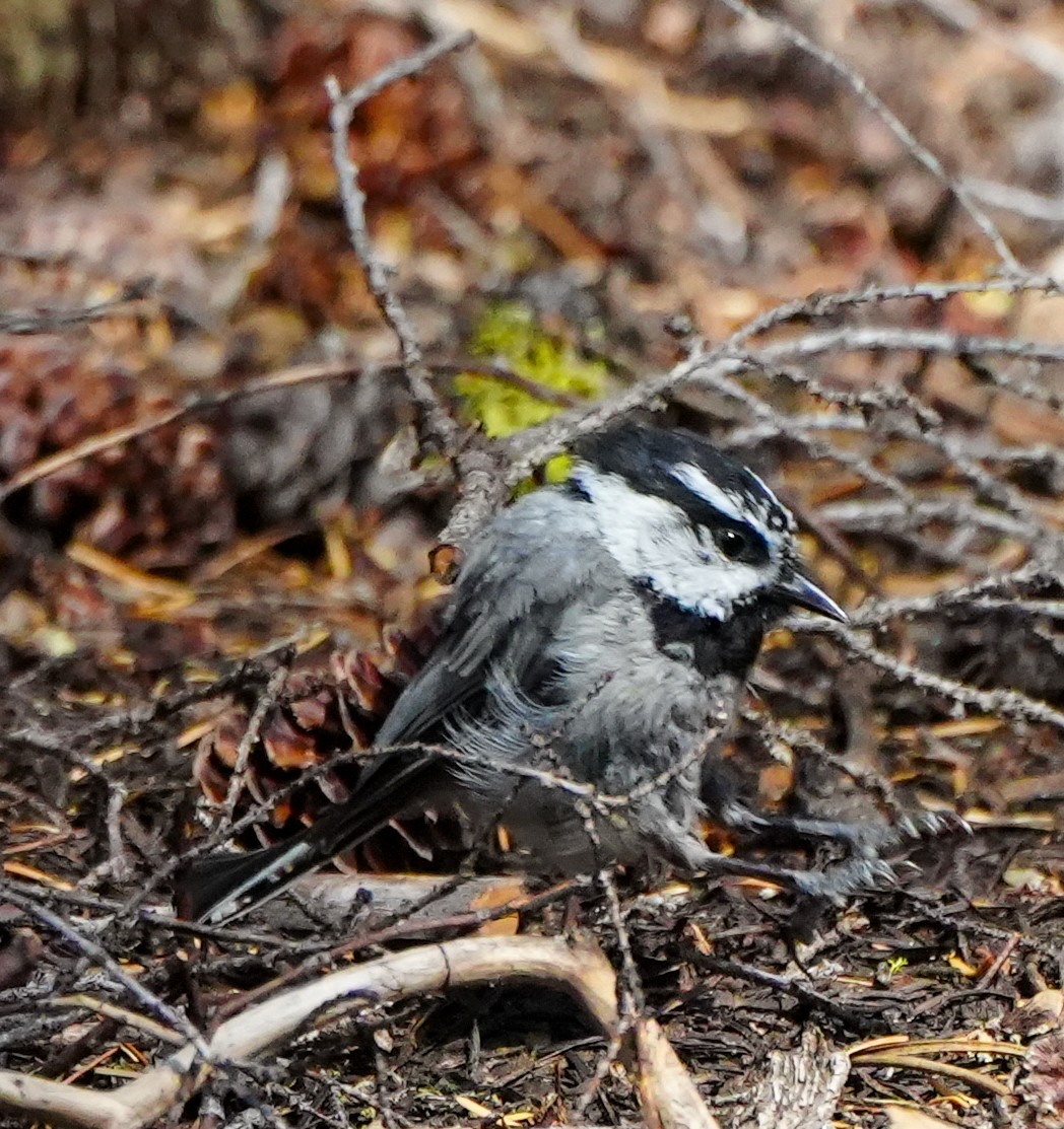 Mountain Chickadee - Anonymous