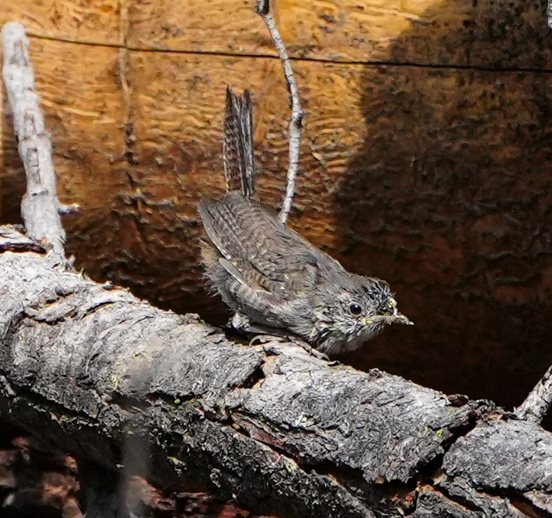 House Wren - Anonymous