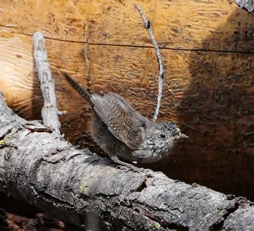 House Wren - ML600849811