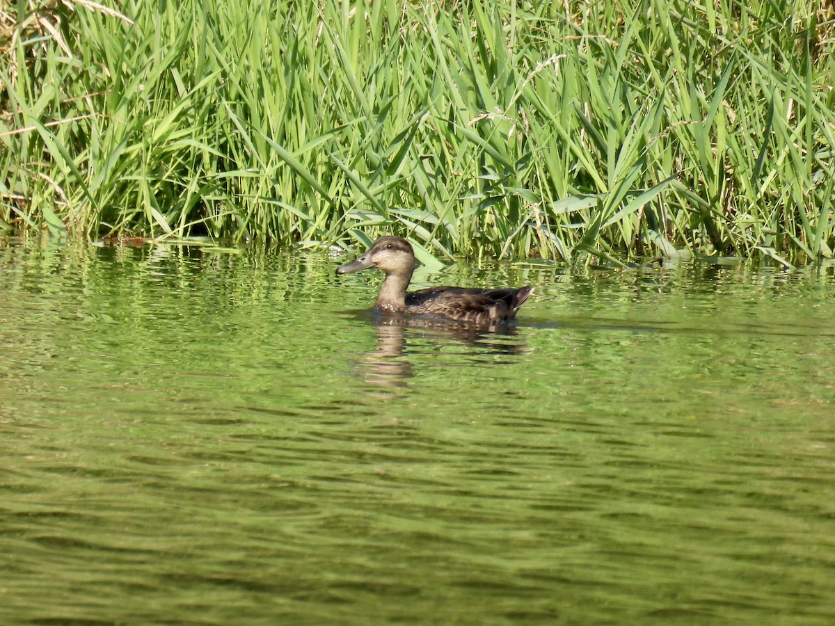 American Black Duck - ML600850251