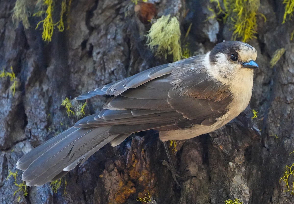 Canada Jay - ML600850431