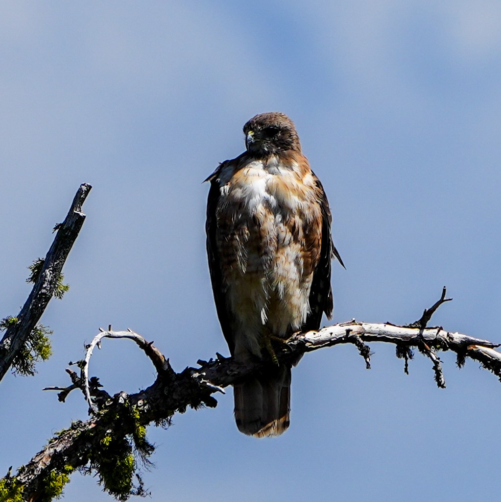 Red-tailed Hawk - Anonymous