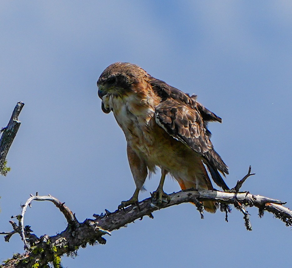 Red-tailed Hawk - Anonymous