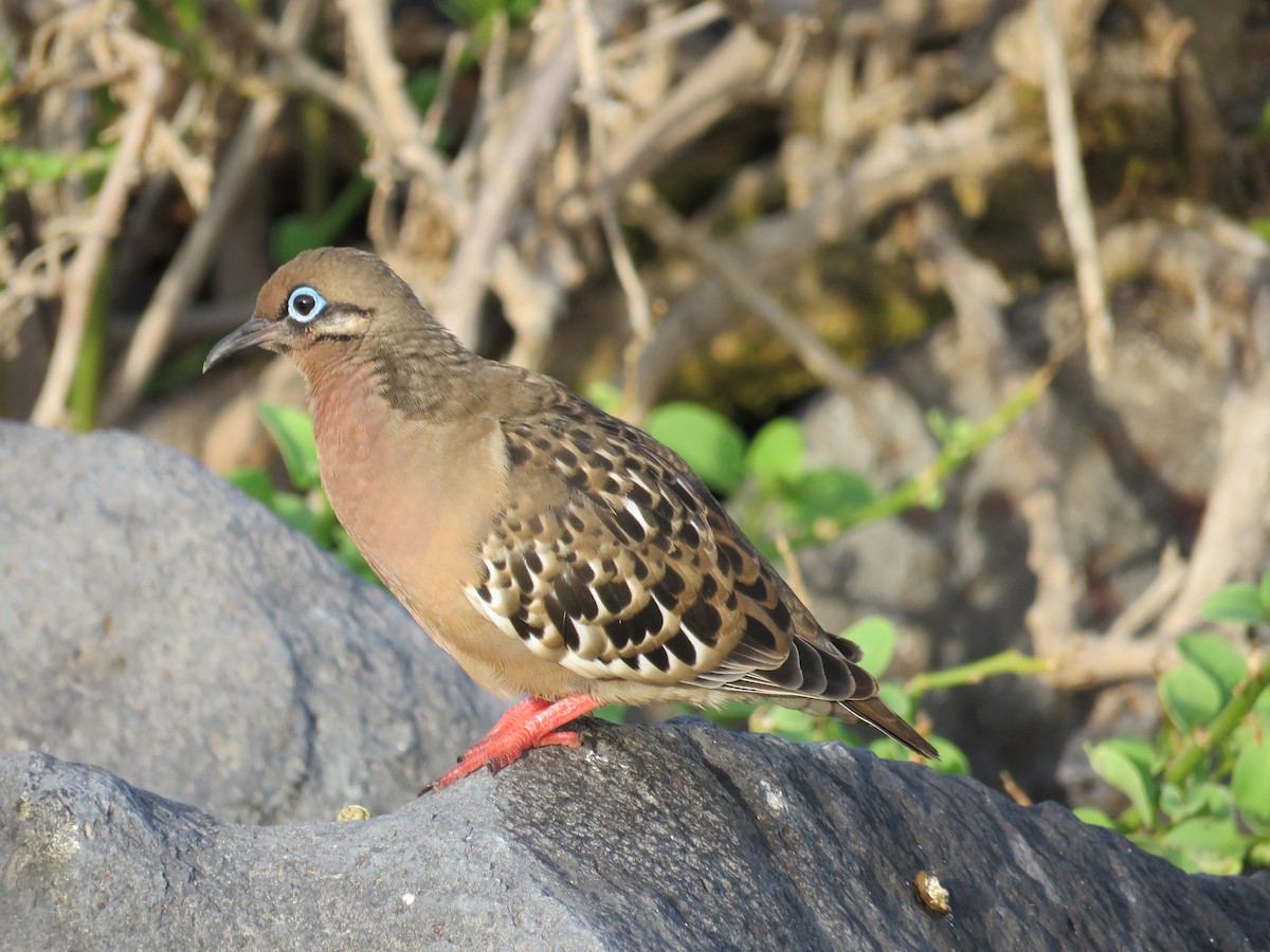 Galapagos Dove - ML600851401