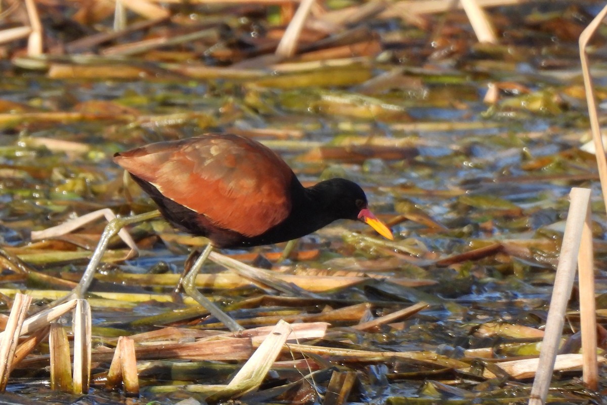 Wattled Jacana - ML600851791