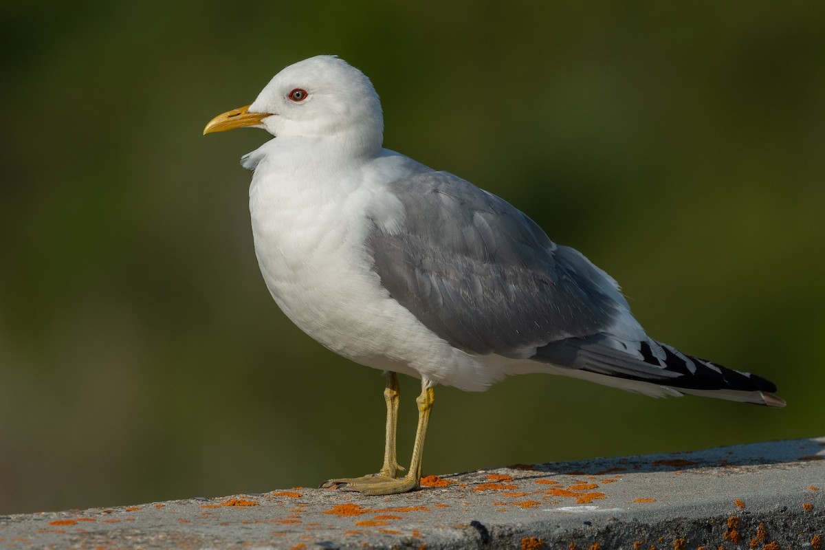 Short-billed Gull - ML600852531