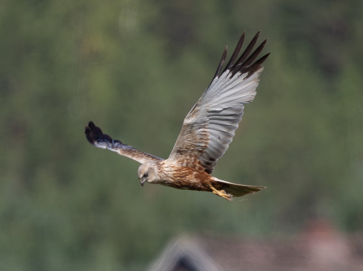 Western Marsh Harrier - ML600852671