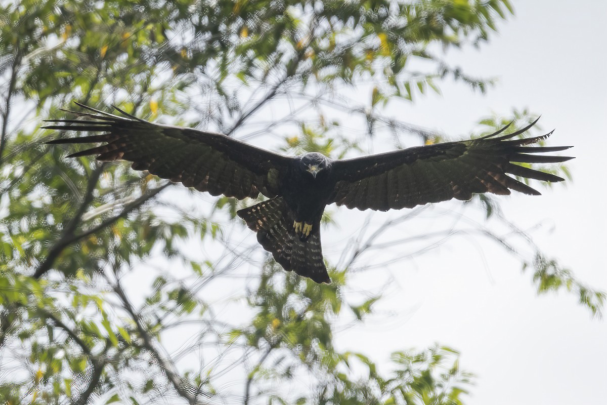 Águila Milana - ML600854651