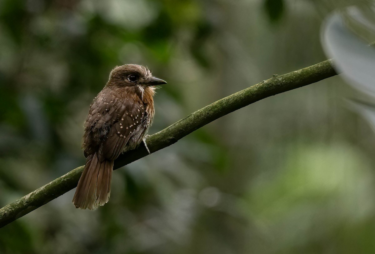 Moustached Puffbird - Luis R Figueroa