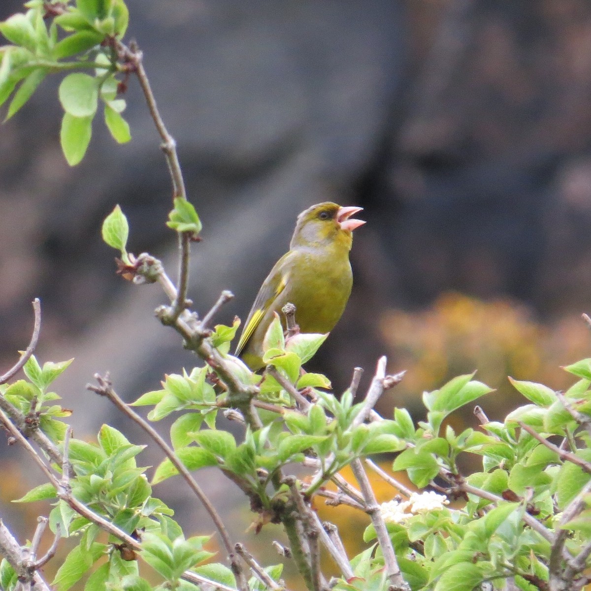 European Greenfinch - ML60085491