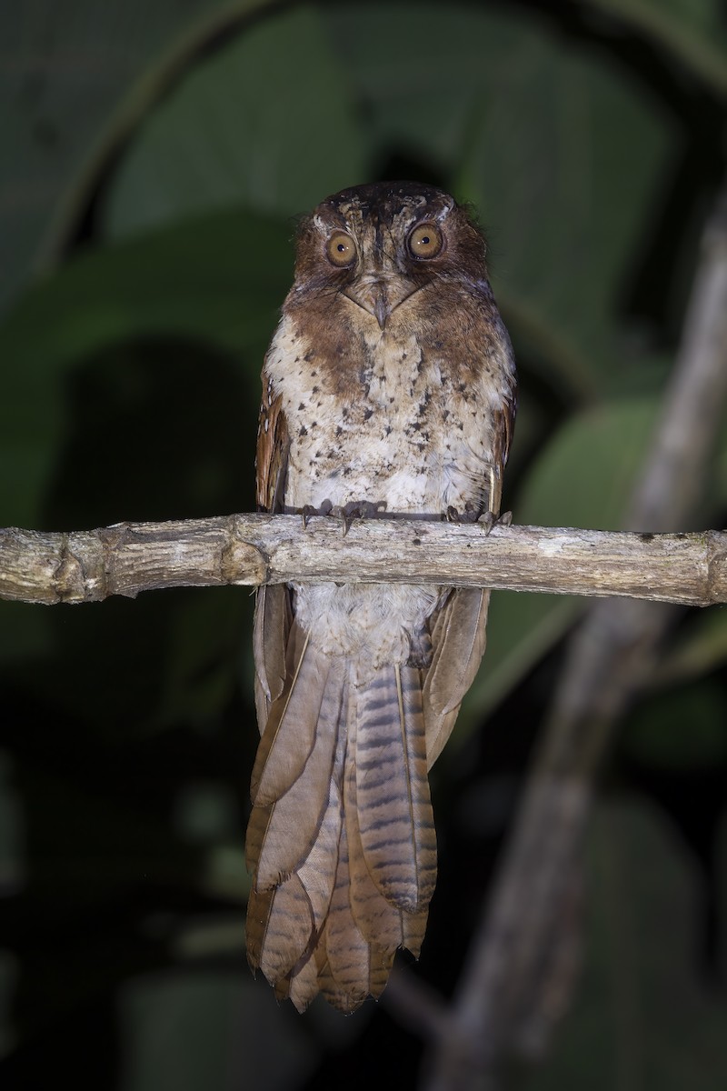 Moluccan Owlet-nightjar - ML600855211