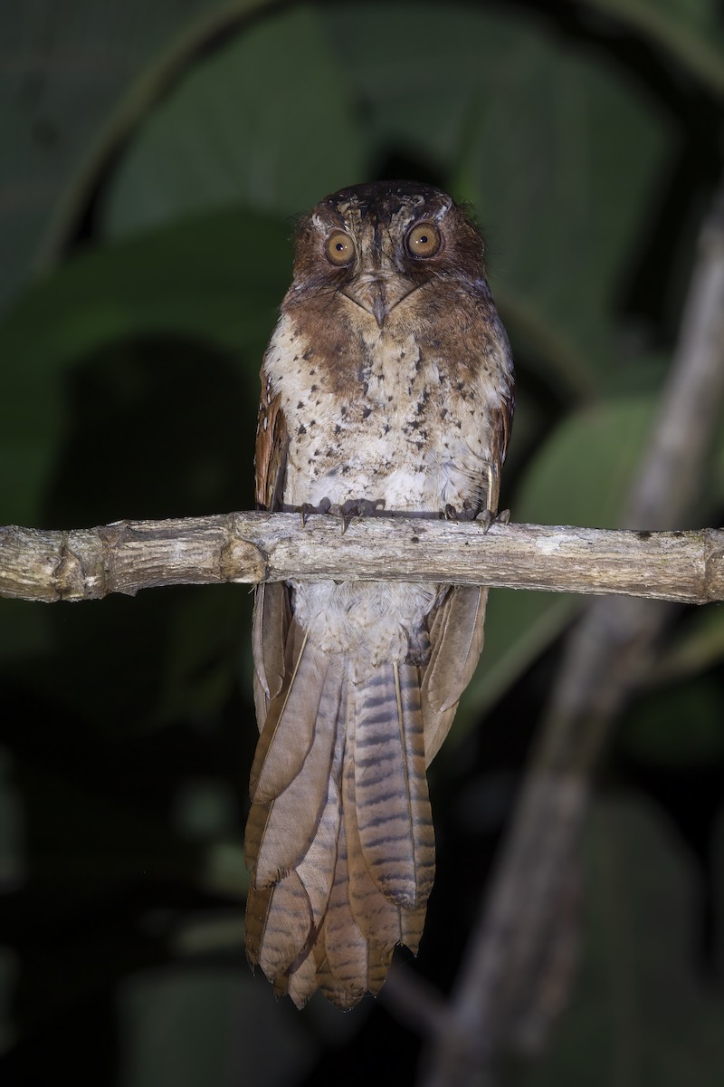 Egotelo Moluqueño - ML600855211