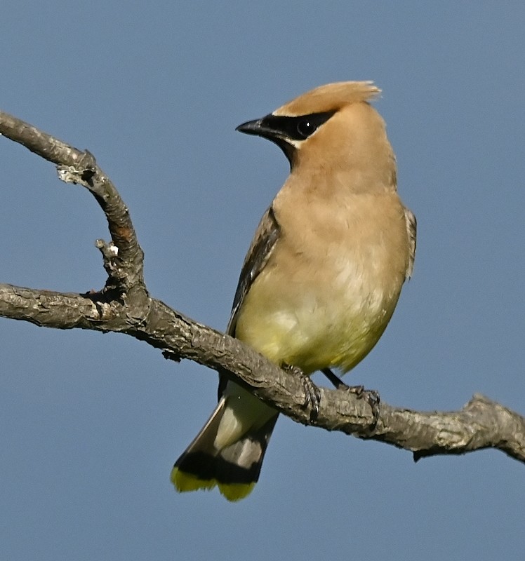 Cedar Waxwing - ML600855421