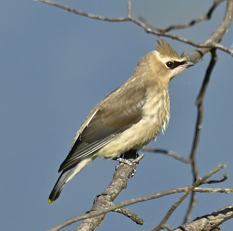 Cedar Waxwing - ML600855441