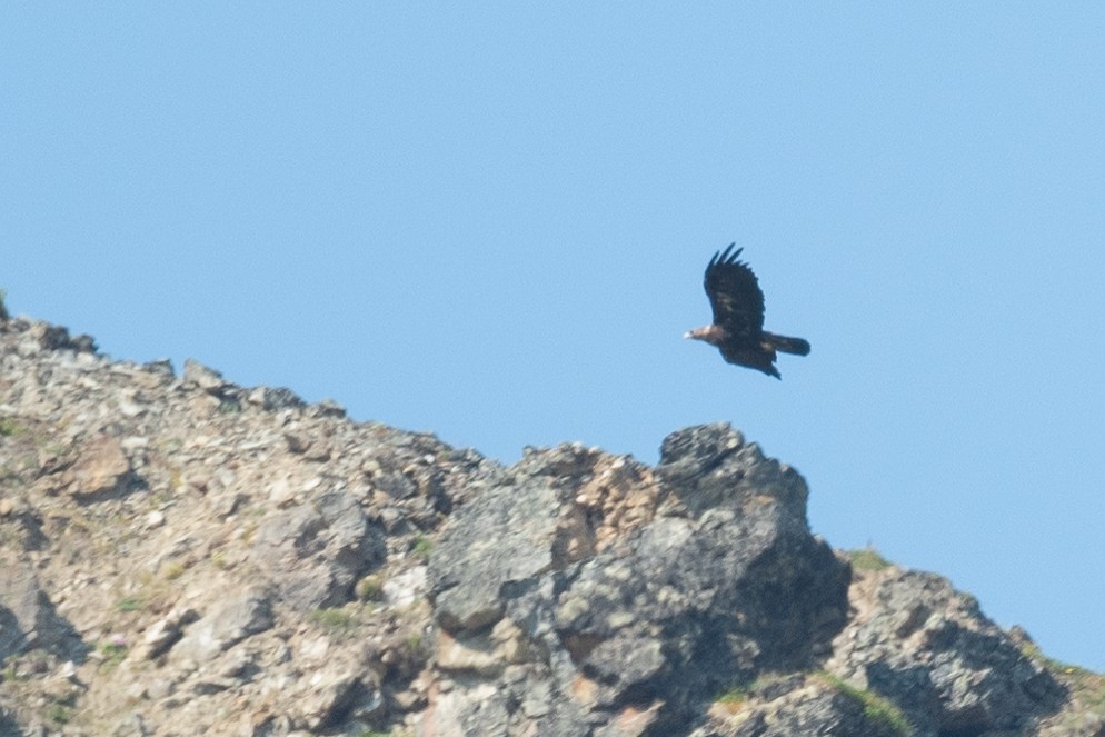 Águila Real - ML600855981