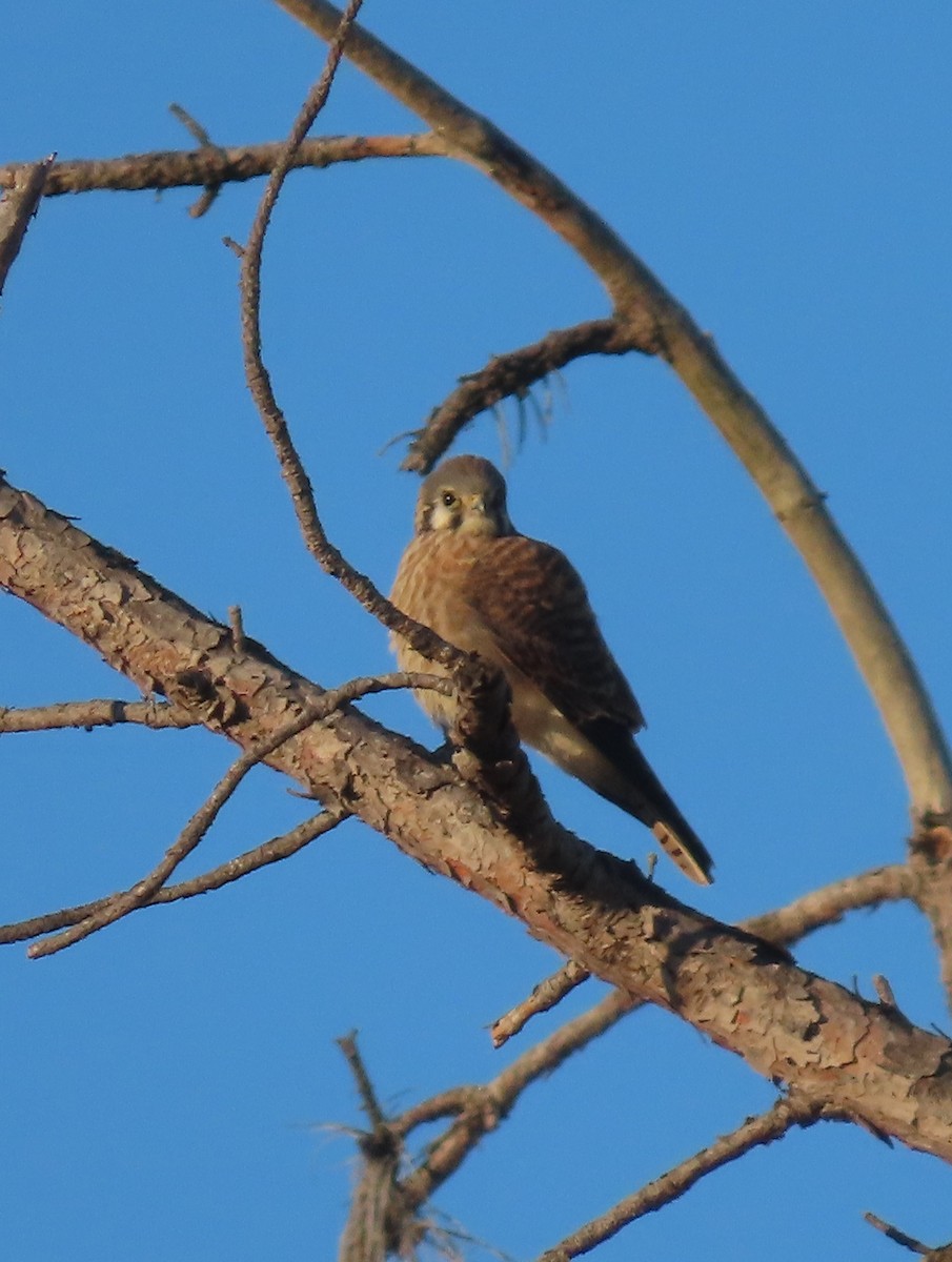 American Kestrel - ML600856321