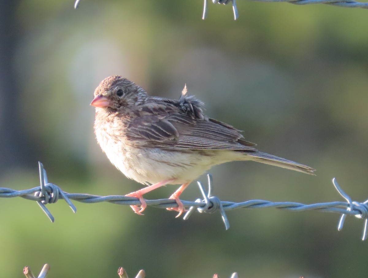 Vesper Sparrow - ML600856371