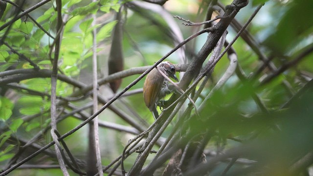 Speckled Piculet - ML600856691