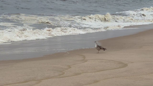 Lesser Black-backed Gull - ML600857081