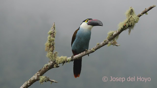 Black-billed Mountain-Toucan - ML600857951